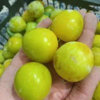 آلوزرد خوشمزه ودرشت