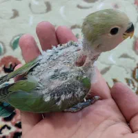 سه تا جوجه طوطی برزیلی صورت هولوی