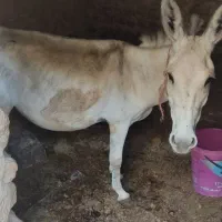 خر ماده