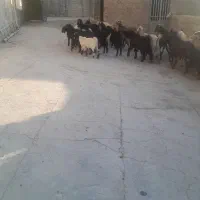 میش و بز