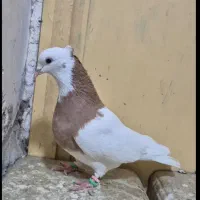 سلام خدمت نر طوقی زرد