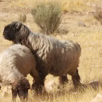 کوهه قوچ بختیاری درجه یک