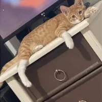 گربه Dsh