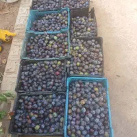 الو سیاه