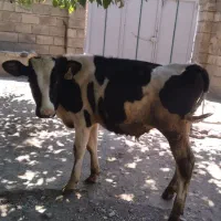 گوساله نر