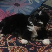 فروش  توله  شیتزو