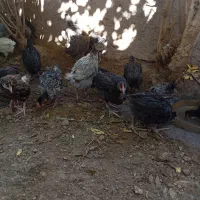 جوجه محلی