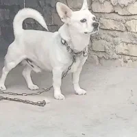 سگ نر