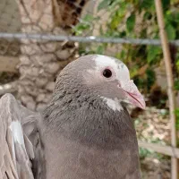 کفتر بور مگسی