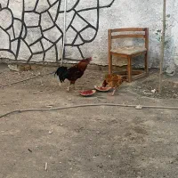 مرغ خروس مرغ شاخدار
