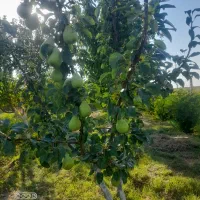 فروش-باغ