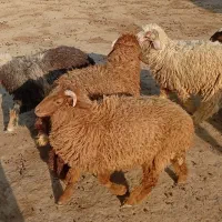 بره نر