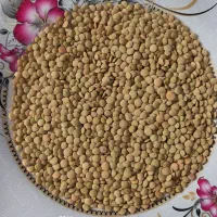 عدس درجه یک اعلابه شرط پخت ..ارسال رایگان