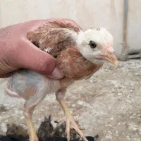جوجه زیر قیمت