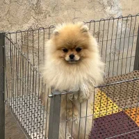 پامرانین خرسی کش ش