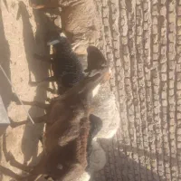 سه راس میش بره فروشی کوهبنان