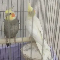 جفت عروس هلندی سره حال