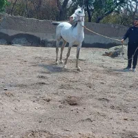 فروش نریان سواری دار.اروم ونجیب