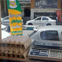 پخش تخم مرغ (عمده و خُرد)