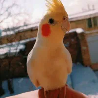 دوعدد عروس هلندی نر و ماده