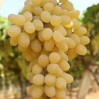 انگور کشمش درجه یک