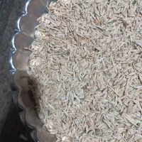 جو دیم خوراک دام