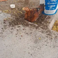 جوجه لاری ذات دار