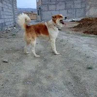 سگ نگهبان