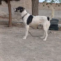 سگ عراقی نگهبان