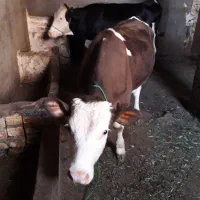 سیمینتال ماده