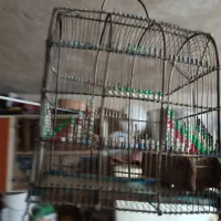 قفس پرنده