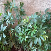 گیاه شفلرا سبز با گلدان