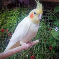 عروس هلندی