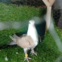 کلاغ کربلایی جوجه 550 معاوضه با پرنده دارم