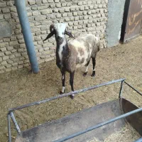 (بره نر) گوسفند شیشک