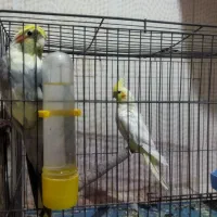 عروس هولندی جفت