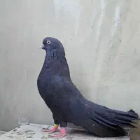 کبوتر کفتر