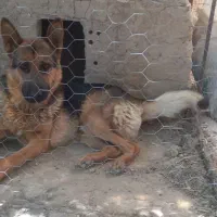 سگ ژرمن نر