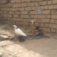 کبوتر پرشی