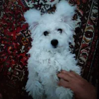 سگ گمشده