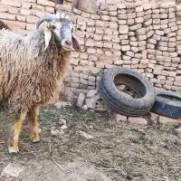 بره نر