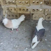 مقتو