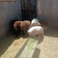 بره|حیوانات مزرعه|جعفرآباد, |دیوار