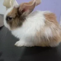 دوتا خرچوش