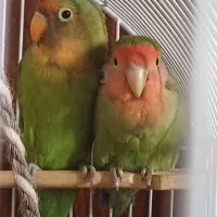 طوطی کوتوله برزیلی