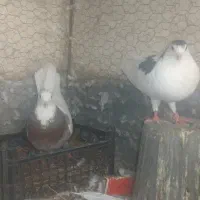 ۳تا کبوتر کرمانی