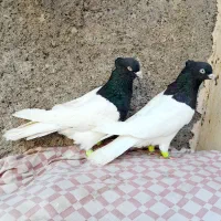 رنگه کفتر پرش