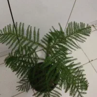 کاج|گل و گیاه طبیعی|بیرجند, |دیوار