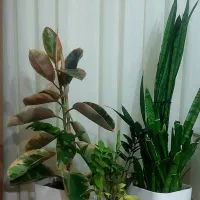 گل طبیعی آپارتمانی