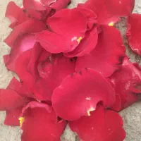 گل برگ رز خشک